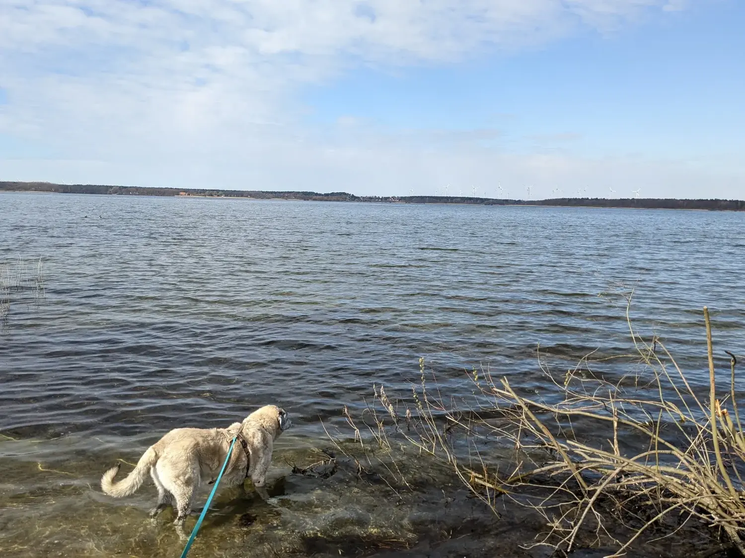 PftenTeam® Hund am Strand