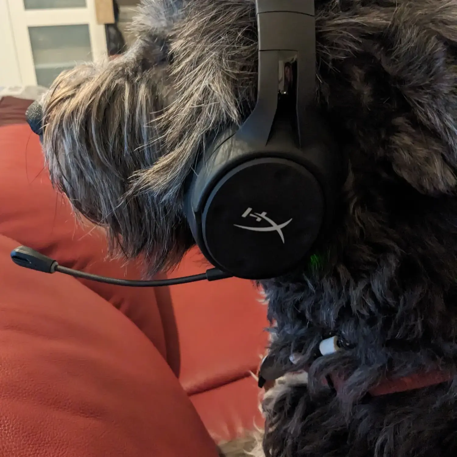 PftenTeam® Hund trägt Kopfhörer