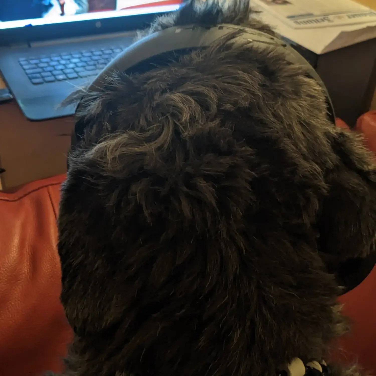 PftenTeam® Hund trägt Kopfhörer