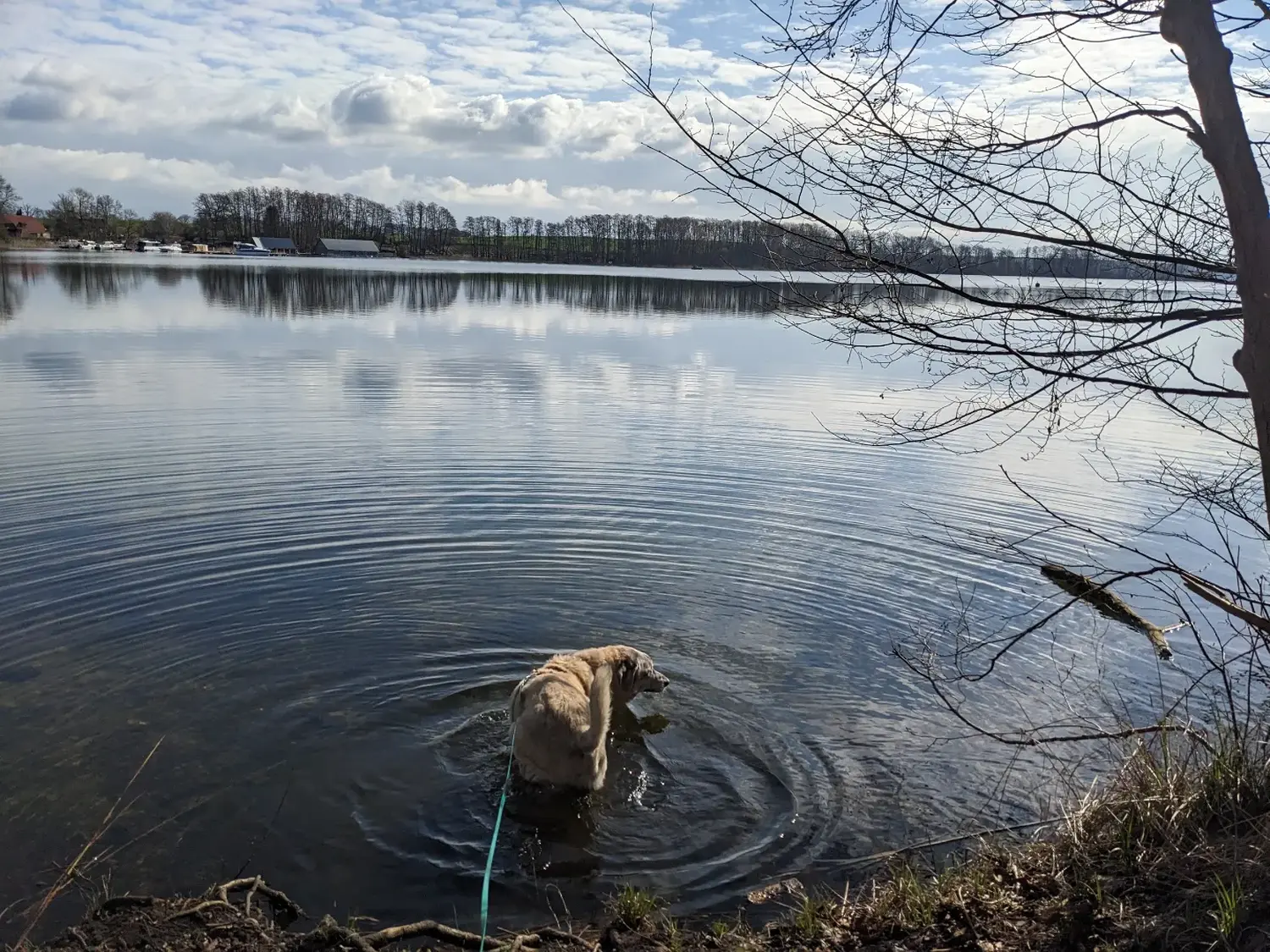 PftenTeam®-Hund am Strand