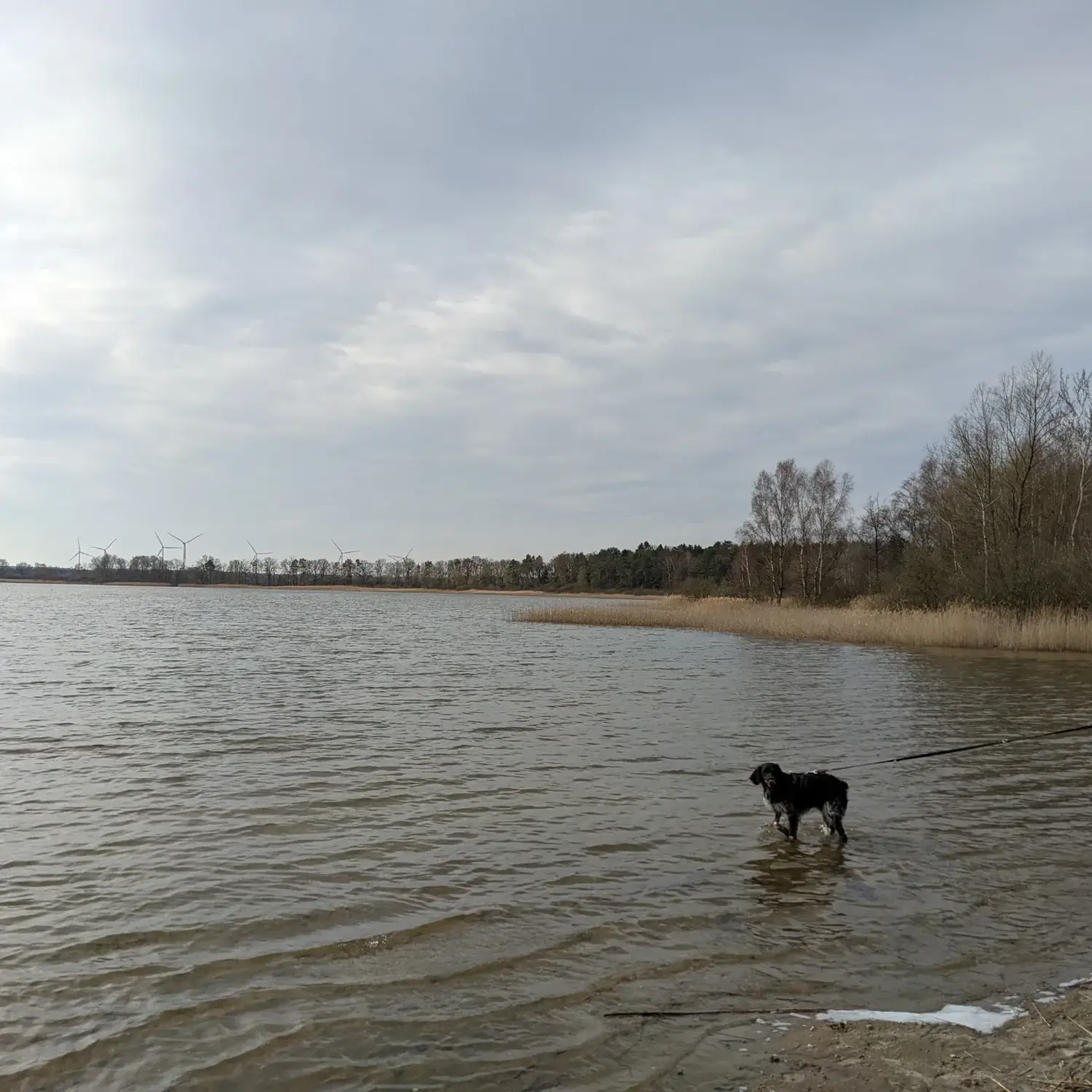 PftenTeam®-Hund am Strand