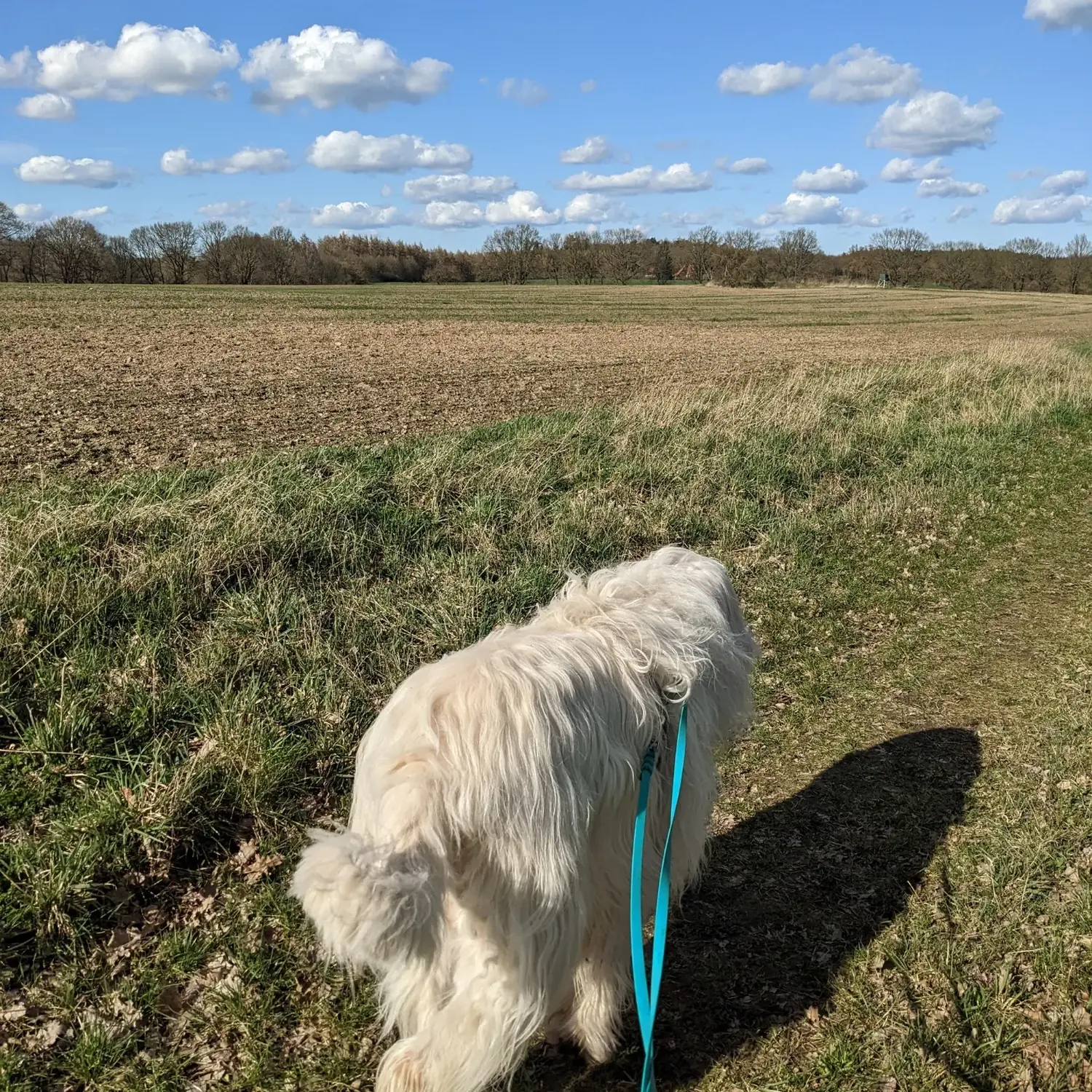 PftenTeam®-Hund im Betrieb