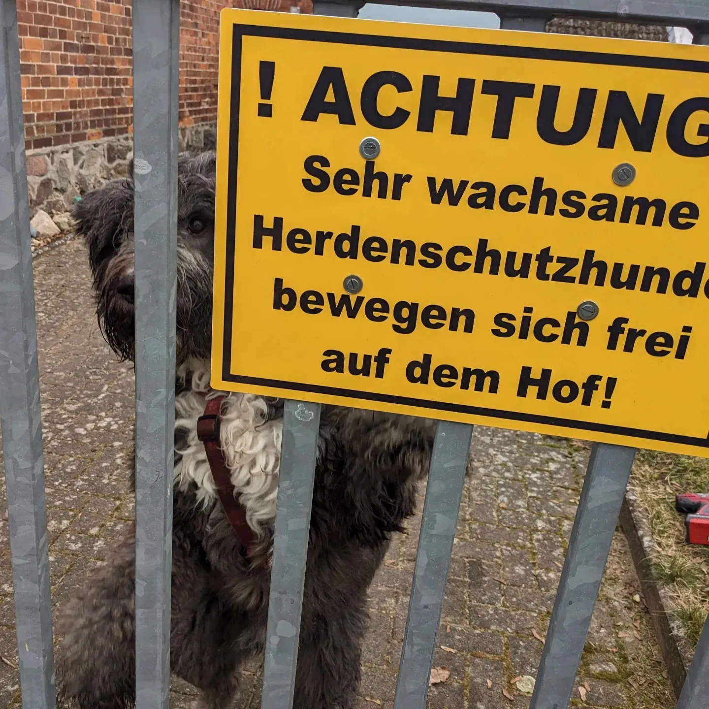 PftenTeam® Hund beim Spielen