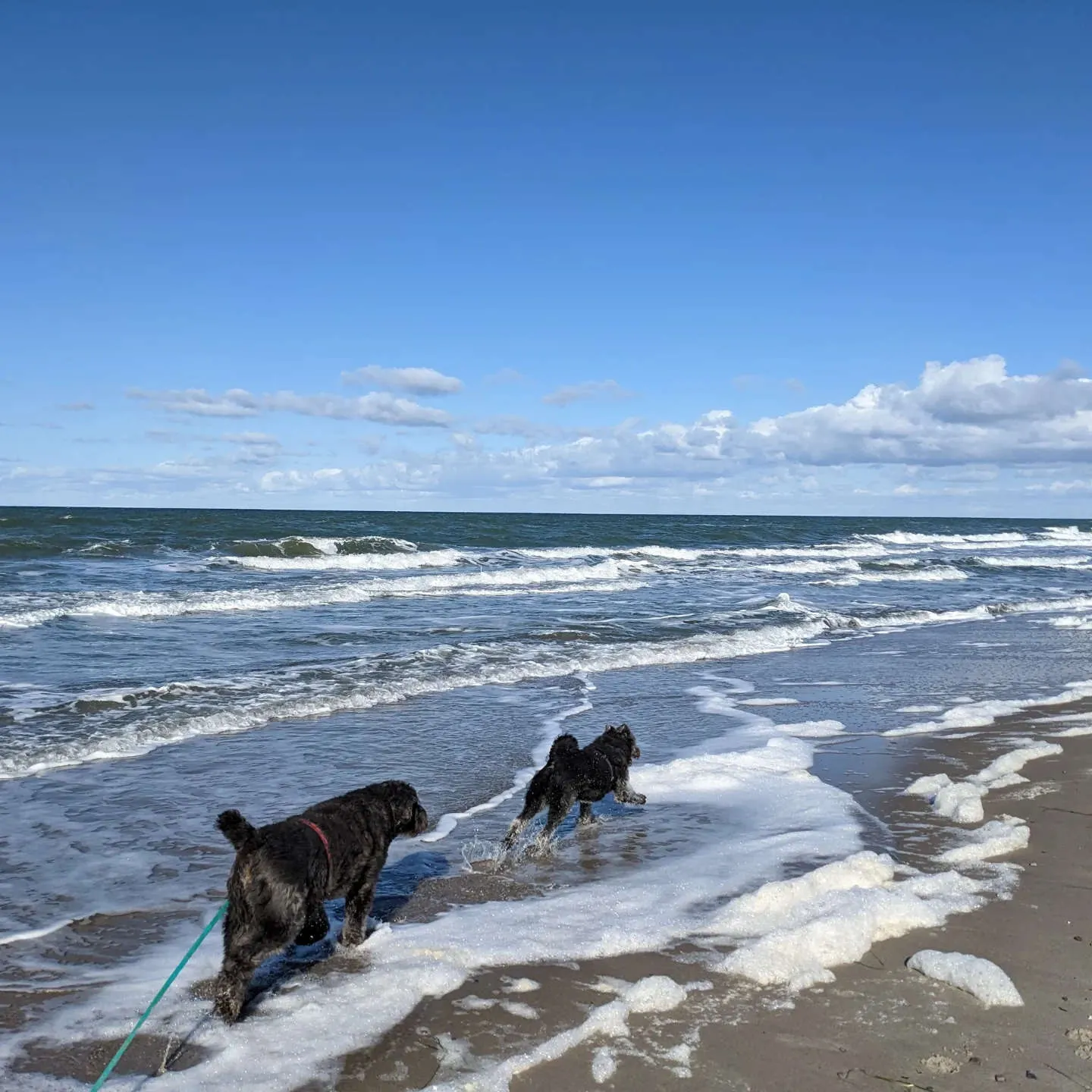 Hundetraining beim PfotenTeam