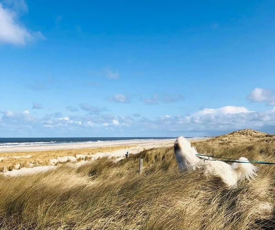 PftenTeam® Fitness für Mensch-Hund-Teams