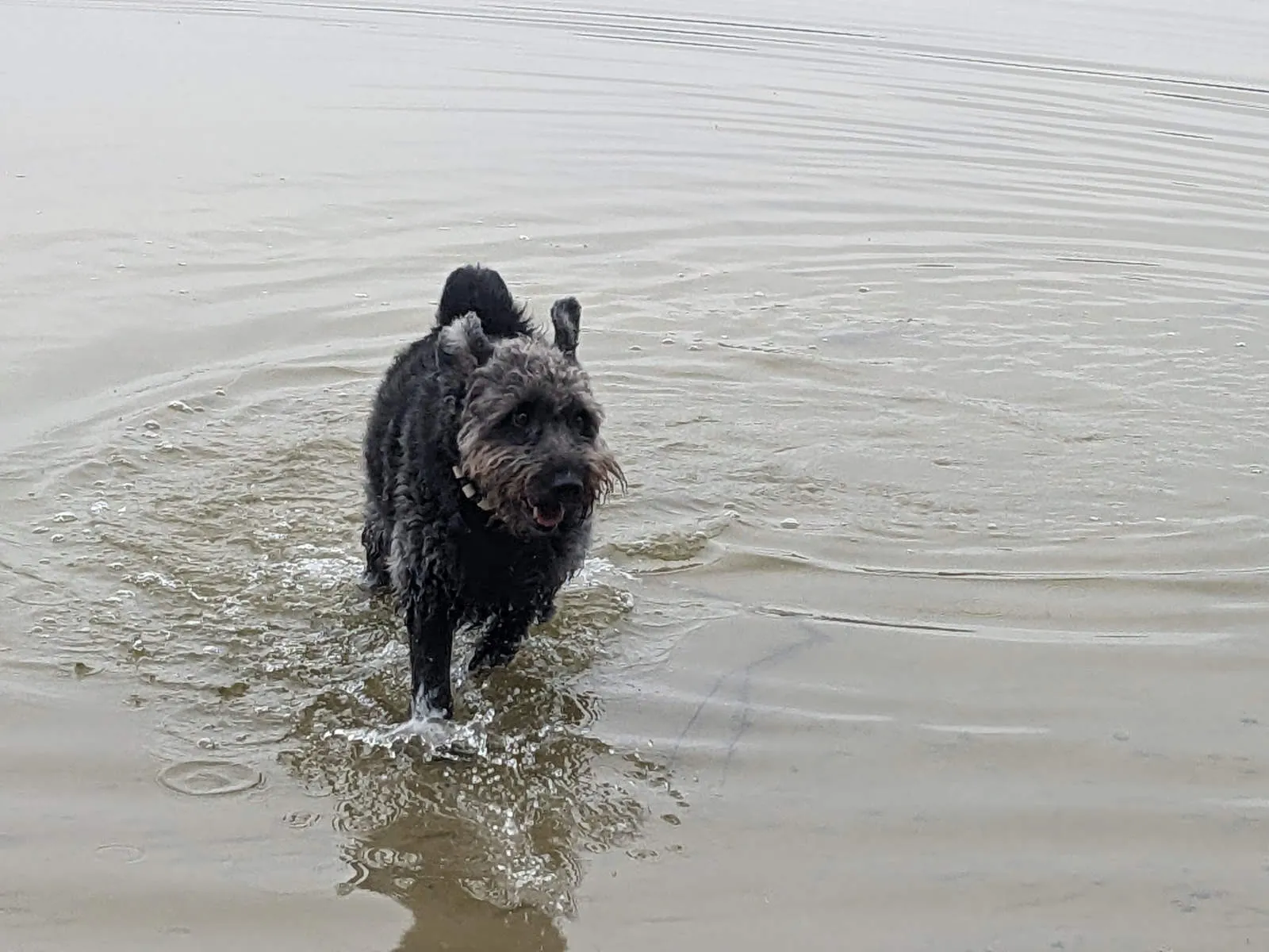 PftenTeam® Hund spielt am Strand