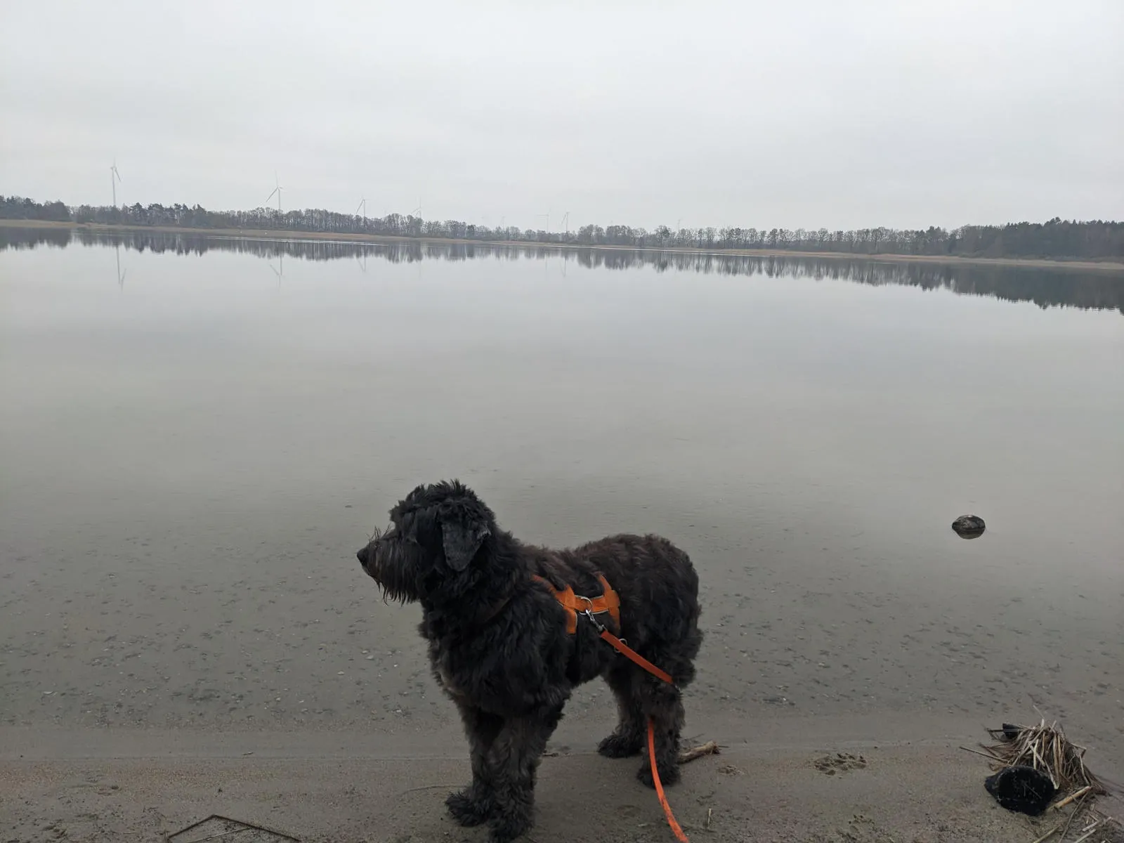 PftenTeam®-Hund beim Entspannen im Park