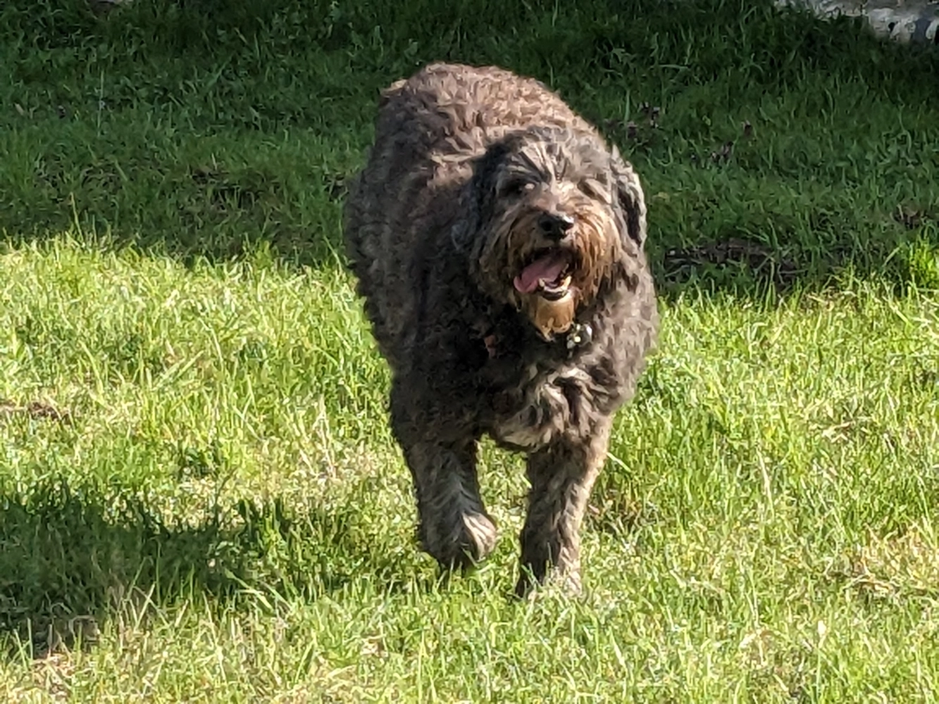 PftenTeam® Hund spielt im Gras