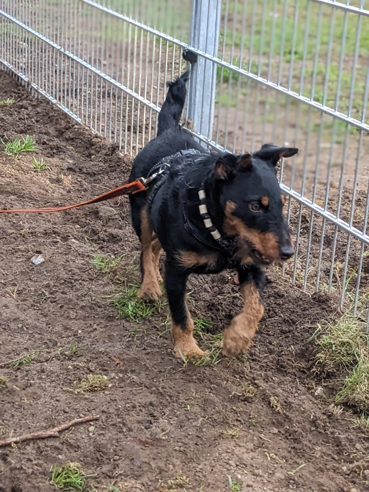 PftenTeam® Hund spielt im Gras