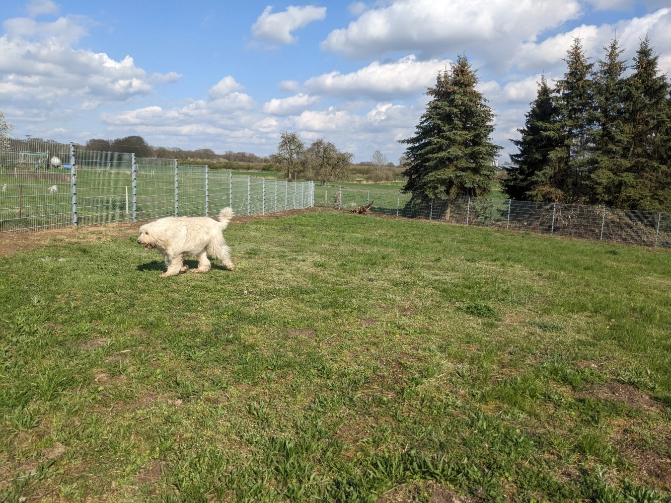 PftenTeam®-Hund im Gras