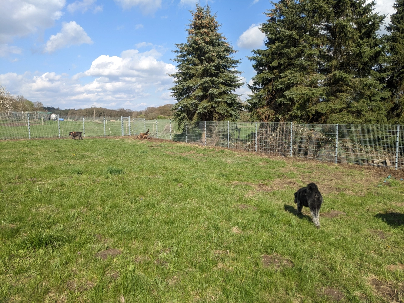 PftenTeam® Hund spielt im Gras