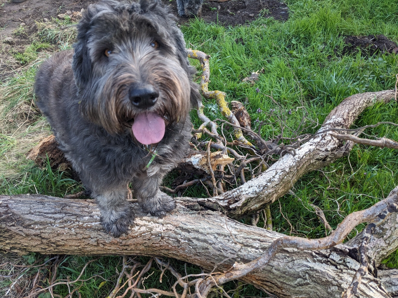 PftenTeam® Hund spielt im Gras