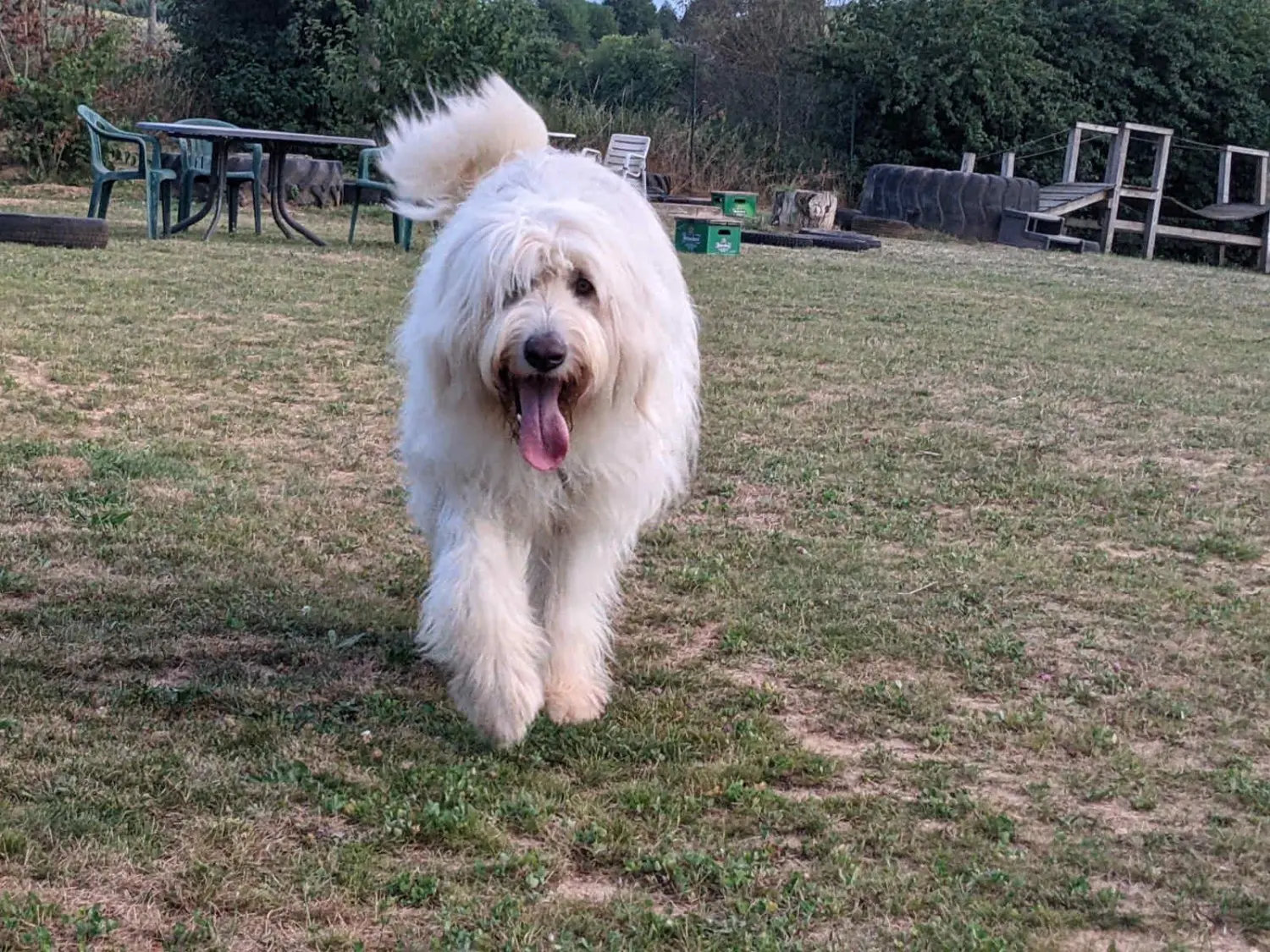 PftenTeam® Weißer Hund beim Spielen