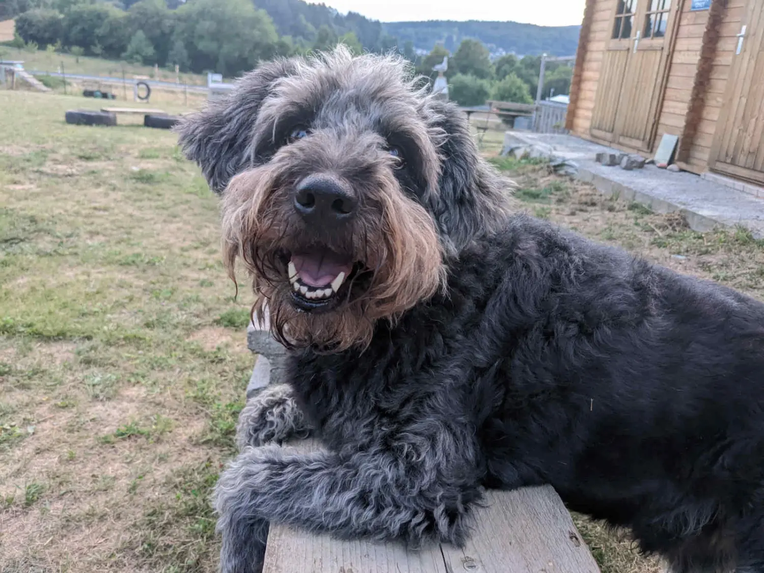 PftenTeam® Hund beim Spielen