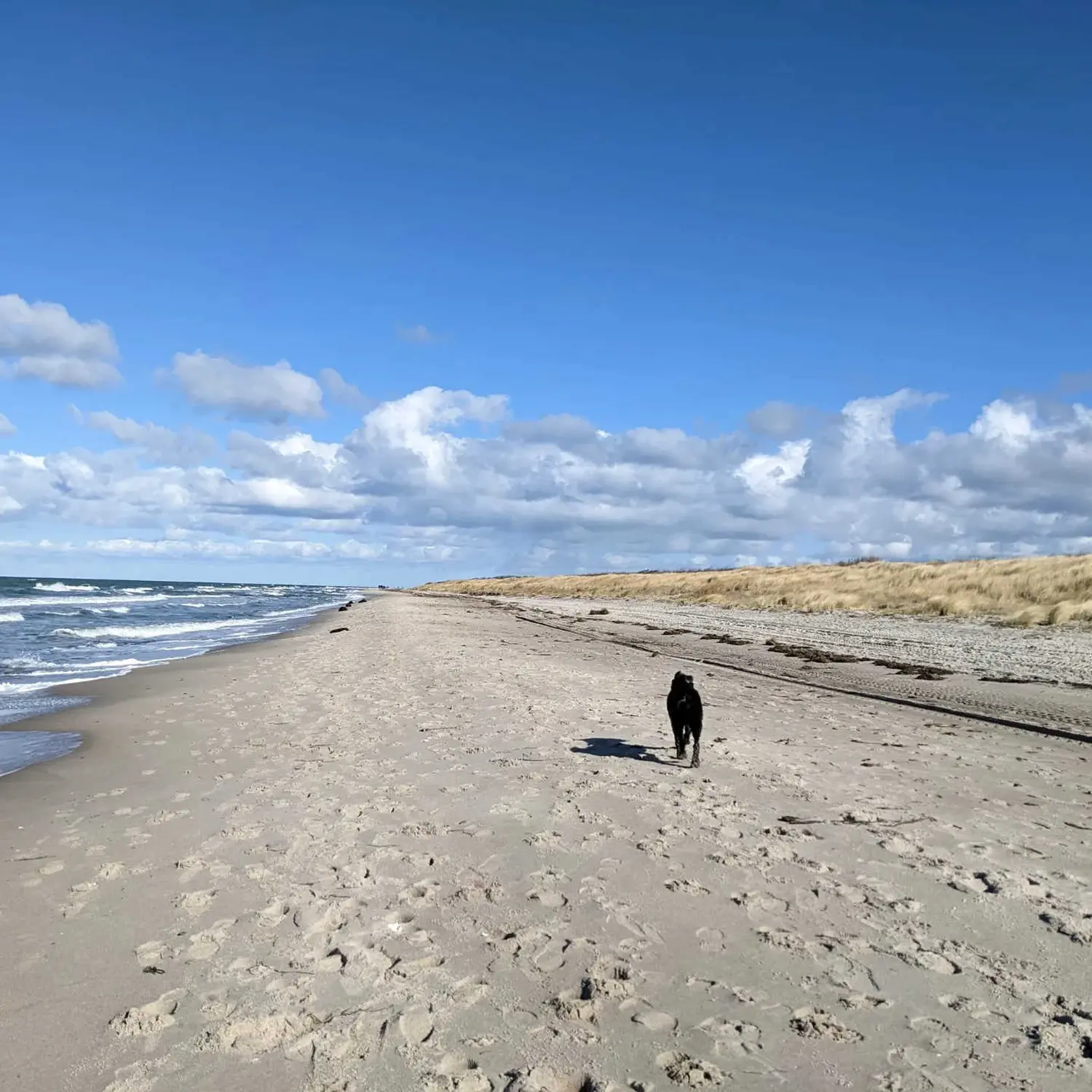 Hundetraining beim PfotenTeam