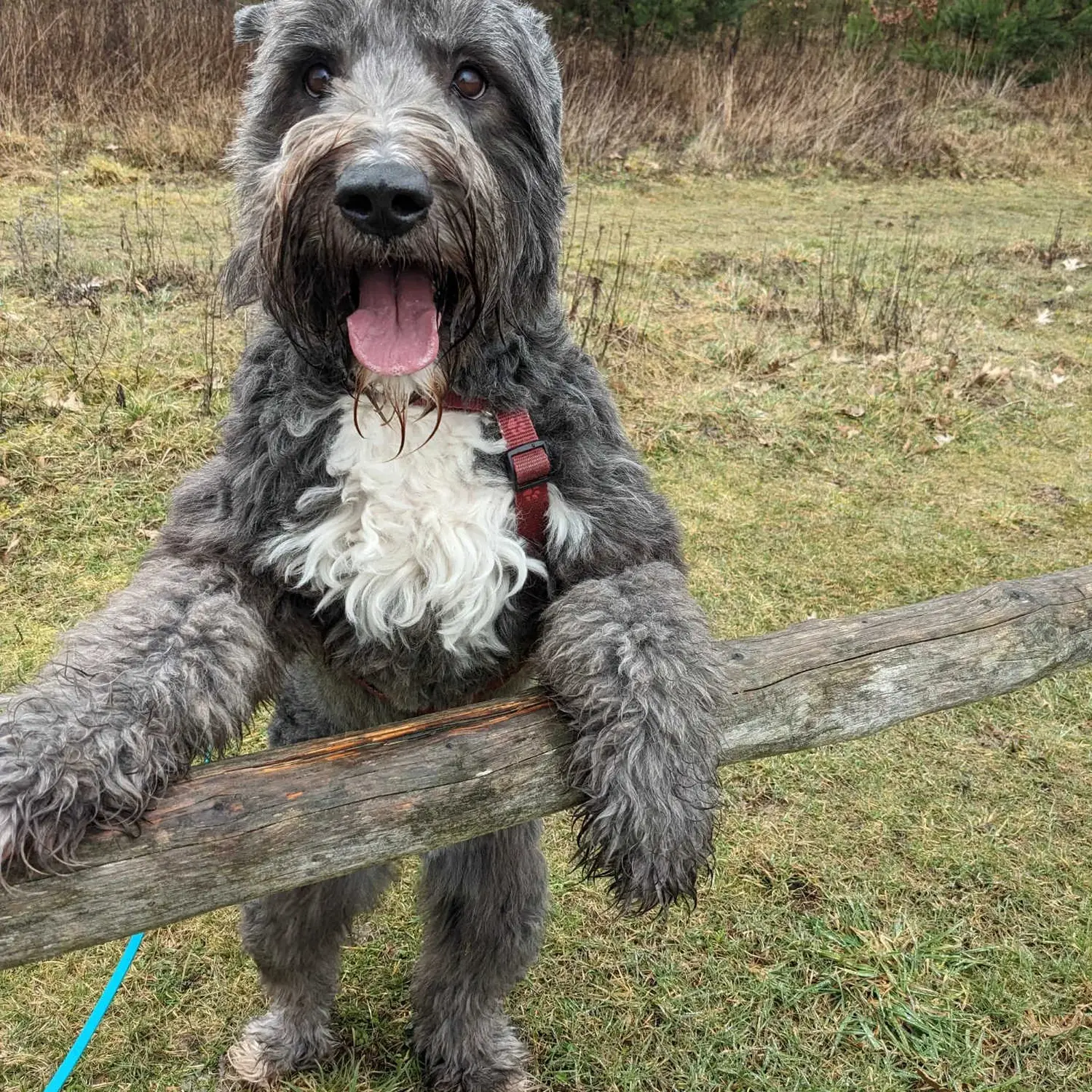 PftenTeam® Hund beim Spielen