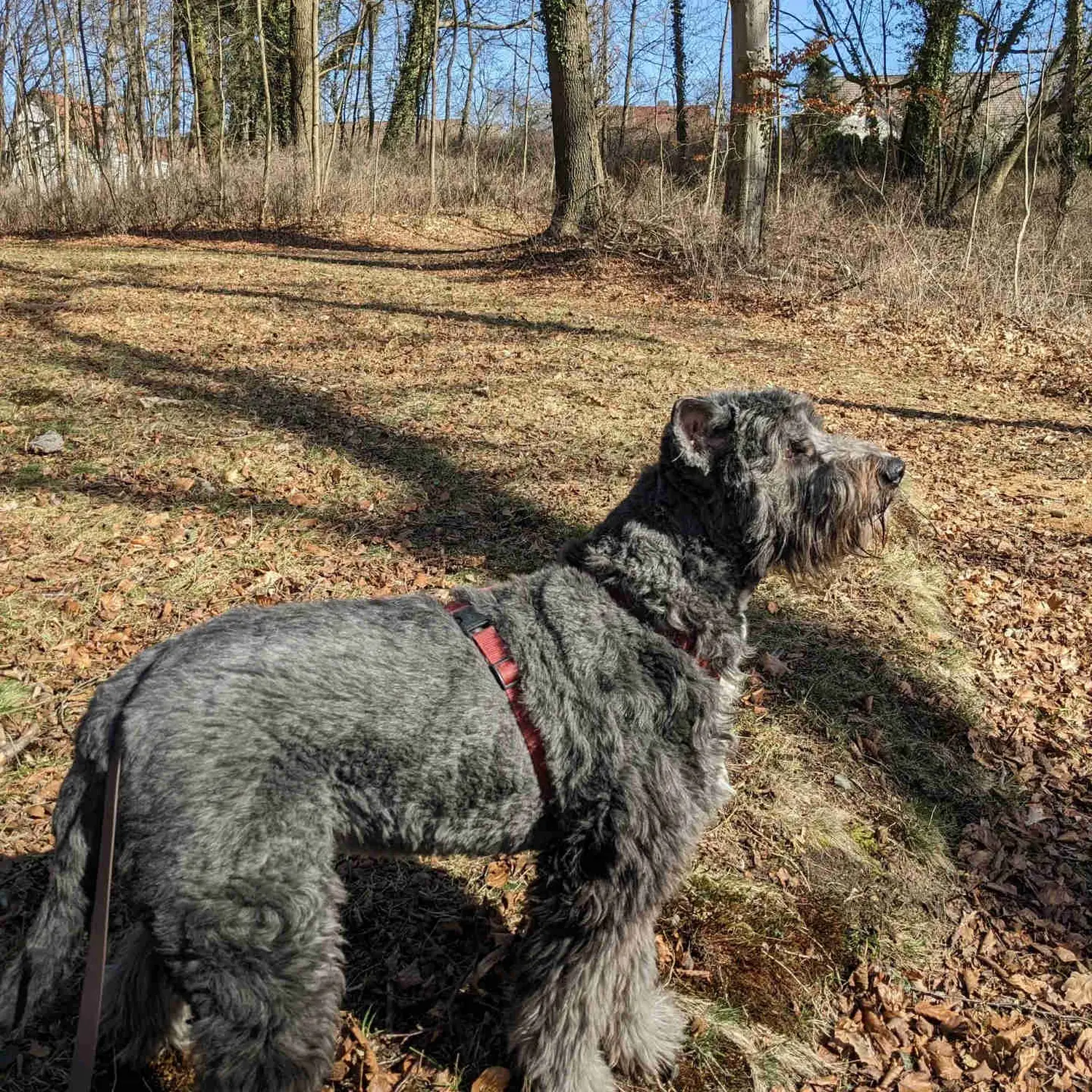 PftenTeam® Hund beim Spielen