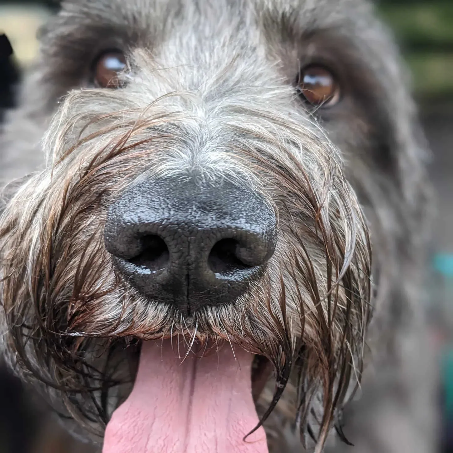 PftenTeam® Hund beim Spielen