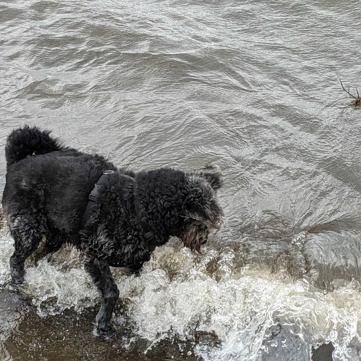 PftenTeam® Hund beim Spielen