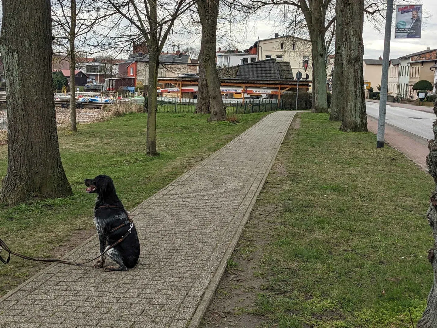 PftenTeam®-Hund beim Entspannen im Park