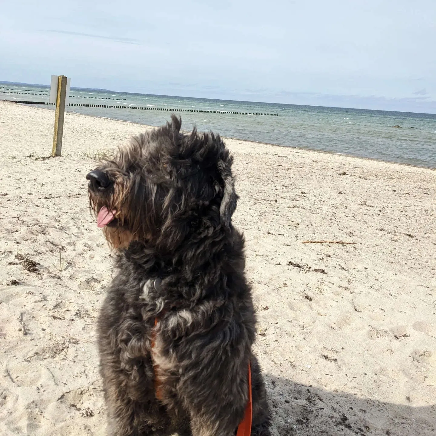 PftenTeam®-Hund am Strand