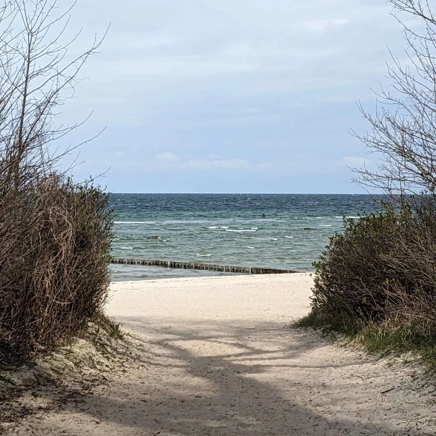 PftenTeam®-Hund am Strand