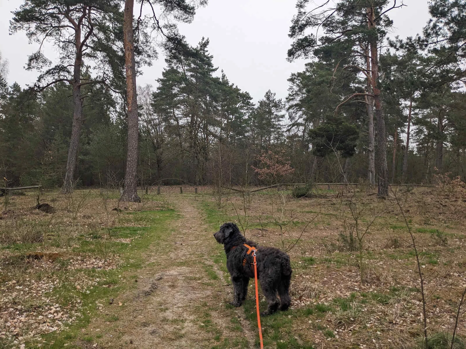 PftenTeam® Hund beim Spielen