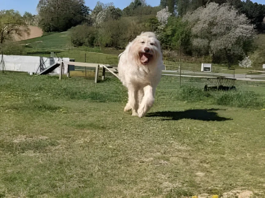 PftenTeam® Laufhund